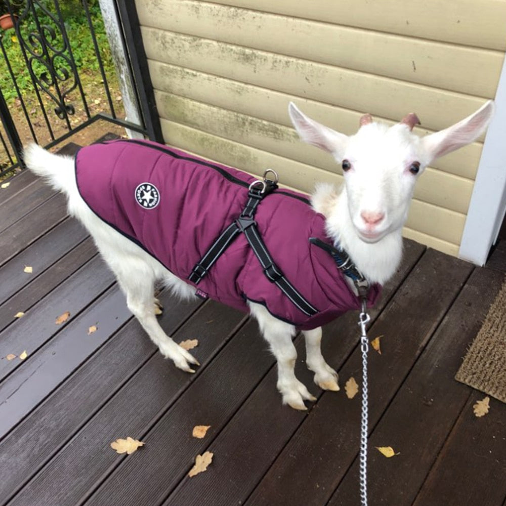 SecureFit Dog Jacket